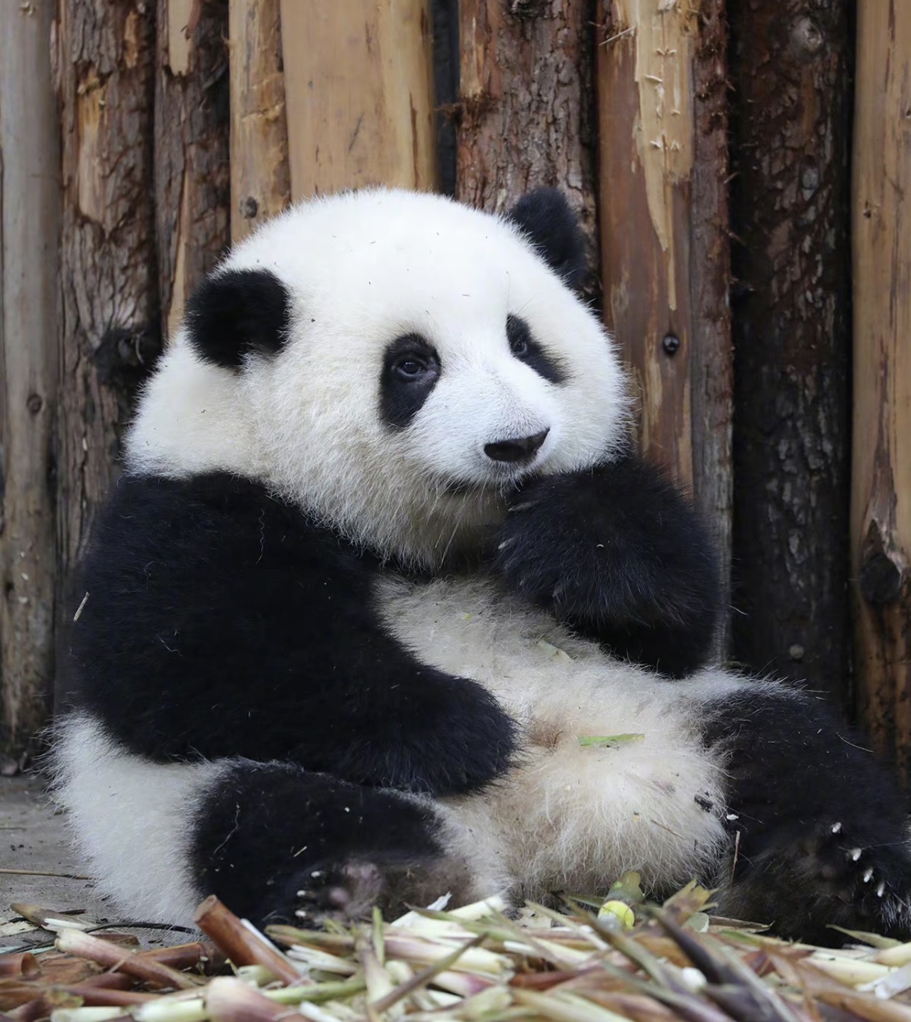 Giant panda in Chengdu